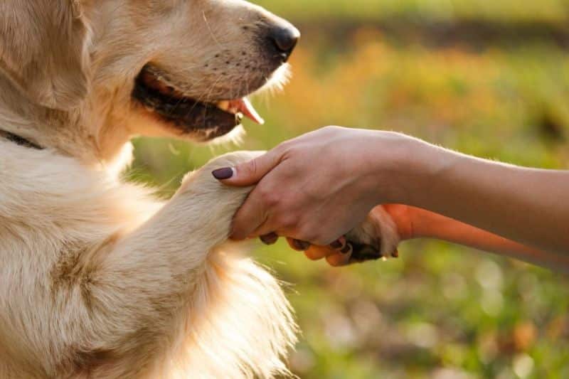 Wenn Ihr Hund Ihnen die Pfote gibt, dann nicht zum Spielen oder zur Begrüßung: Tierexperten erklären die Gründe