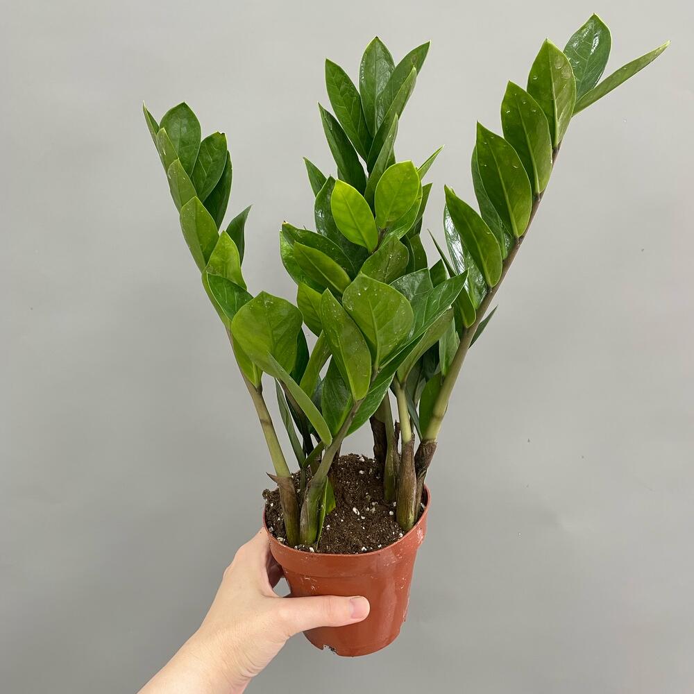 Lösen Sie einen Teelöffel in einem Glas Wasser auf und gießen Sie die Zamioculcas damit. Sie wird wie verrückt wachsen.