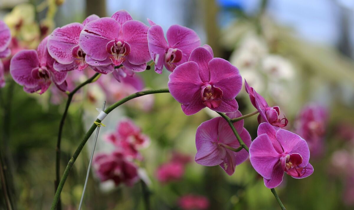 Ihre Orchidee sieht „tot“ aus? Dieser Trick mit einer Wasserflasche kann die Blüte wiederbeleben