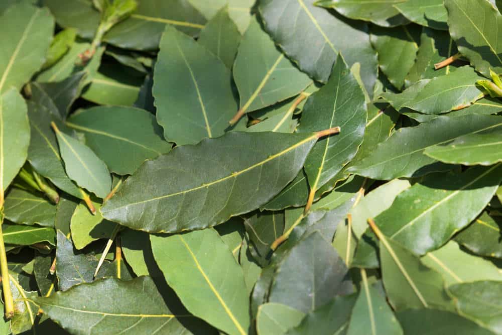 Werfen Sie trockene Lorbeerblätter nicht weg, sie sind ein wahrer Schatz: So können Sie sie für Ihre Pflanzen wiederverwenden