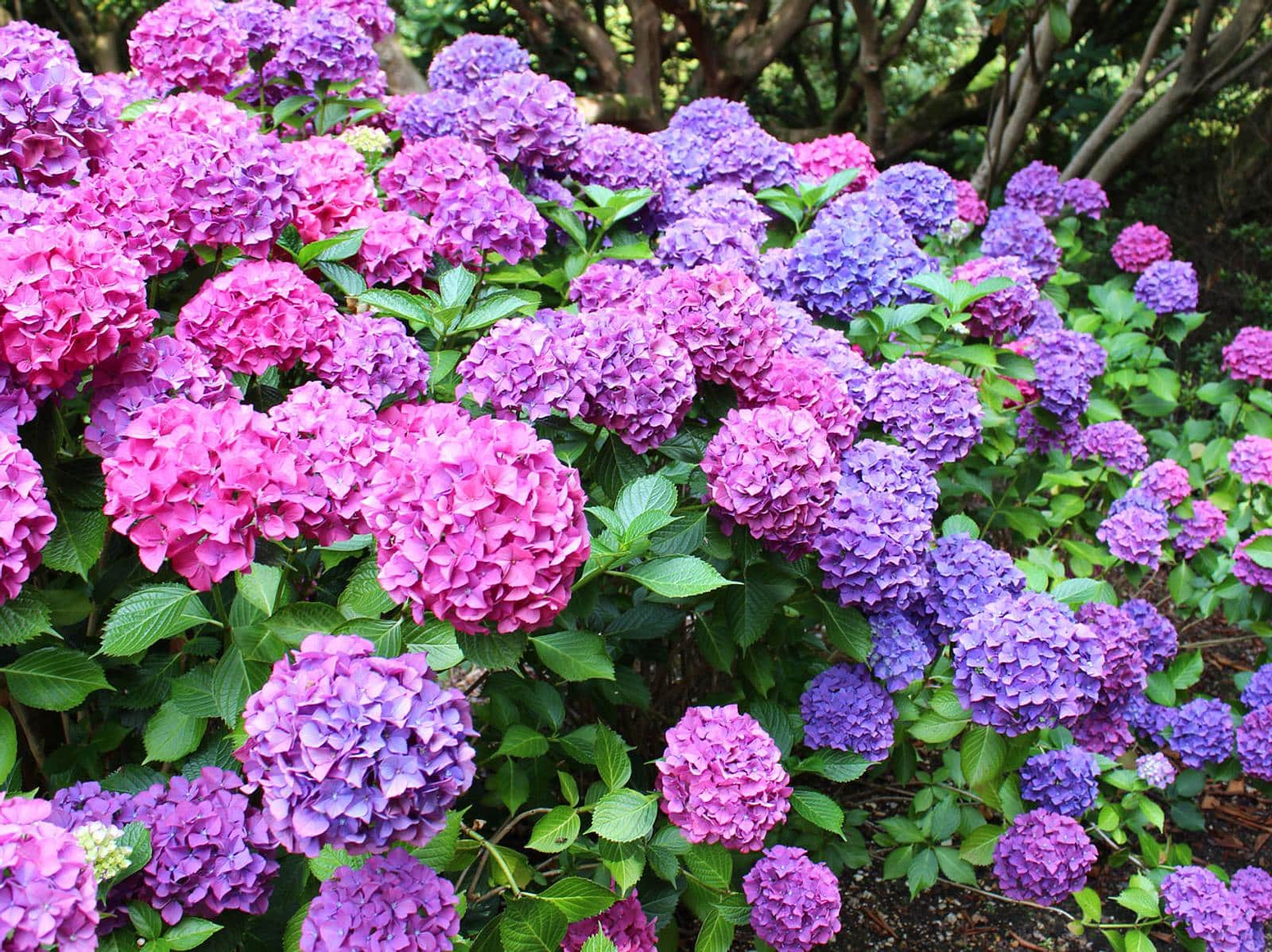 Auf Wiedersehen, Hortensien: Warum Gärtner empfehlen, sie nicht mehr zu pflanzen