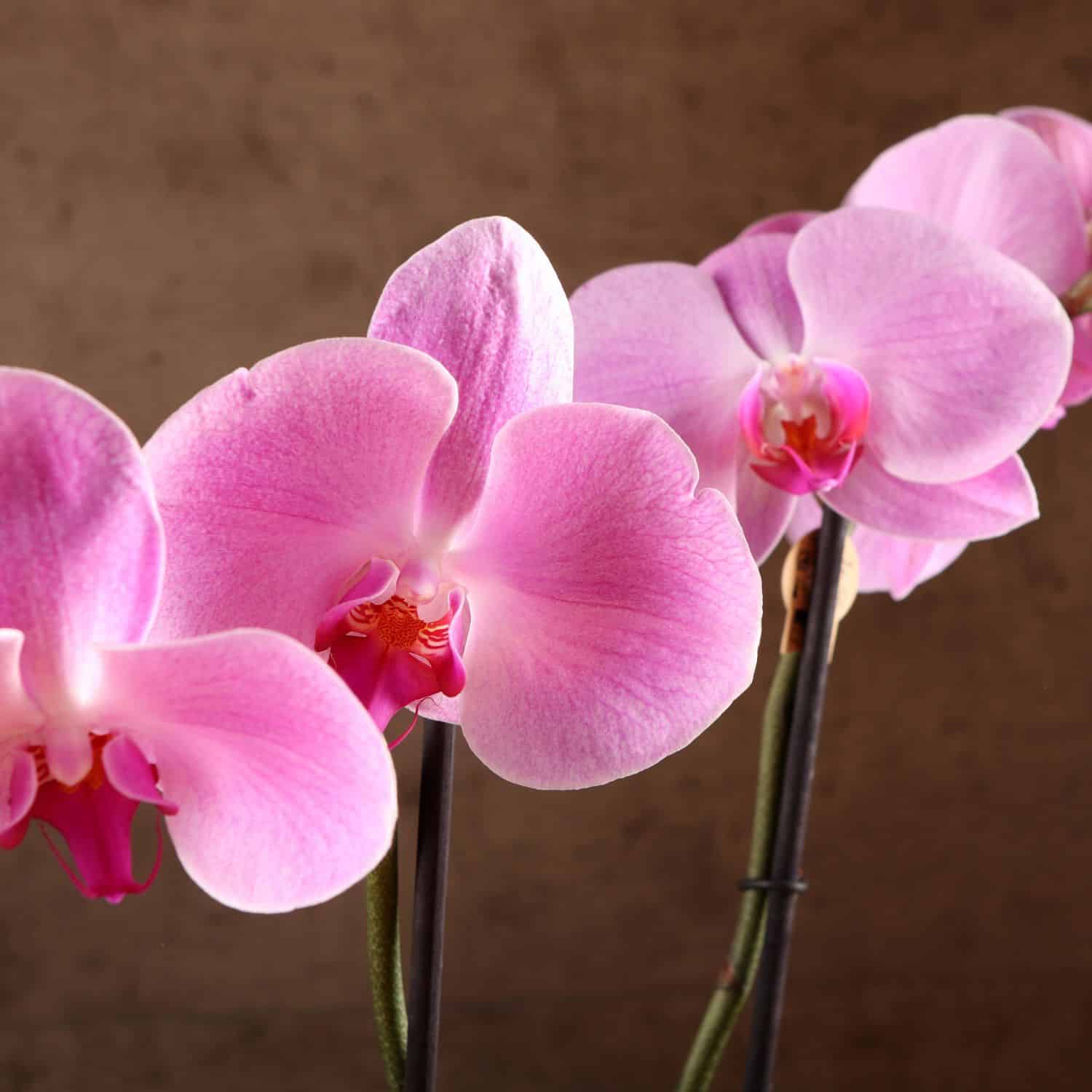 Ihre Orchidee sieht „tot“ aus? Dieser Trick mit einer Wasserflasche kann die Blüte wiederbeleben