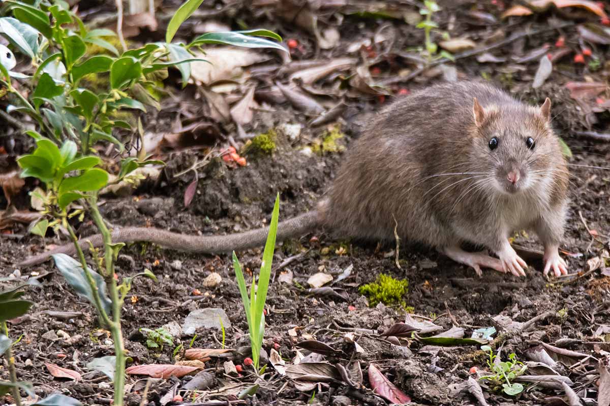 Keine Ratten mehr im Garten: Dieser einfach zuzubereitende Fruchtsaft hilft Ihnen, sie für den ganzen Winter (und den Rest des Jahres) loszuwerden.