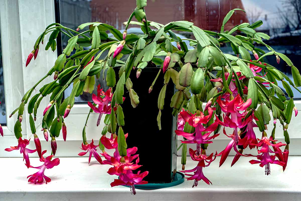 Wie man die abgefallenen Blätter des Weihnachtskaktus retten kann, bevor es noch schlimmer wird