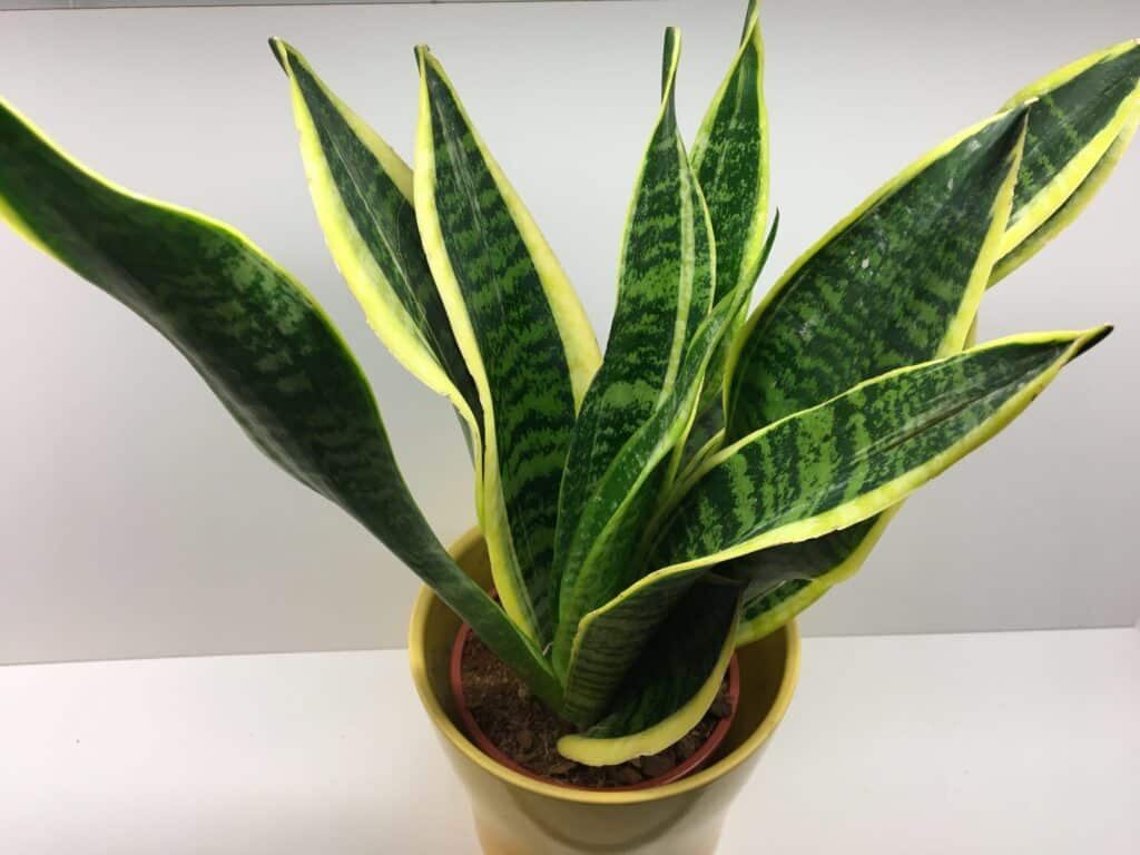 Weder im Wohnzimmer noch in der Küche: Der nach chinesischer Tradition empfohlene Aufbewahrungsort für die Schwiegermutterzunge im Haus