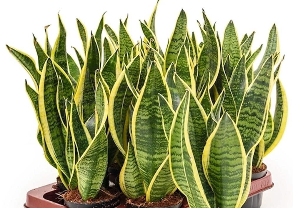 Weder im Wohnzimmer noch in der Küche: Der nach chinesischer Tradition empfohlene Aufbewahrungsort für die Schwiegermutterzunge im Haus