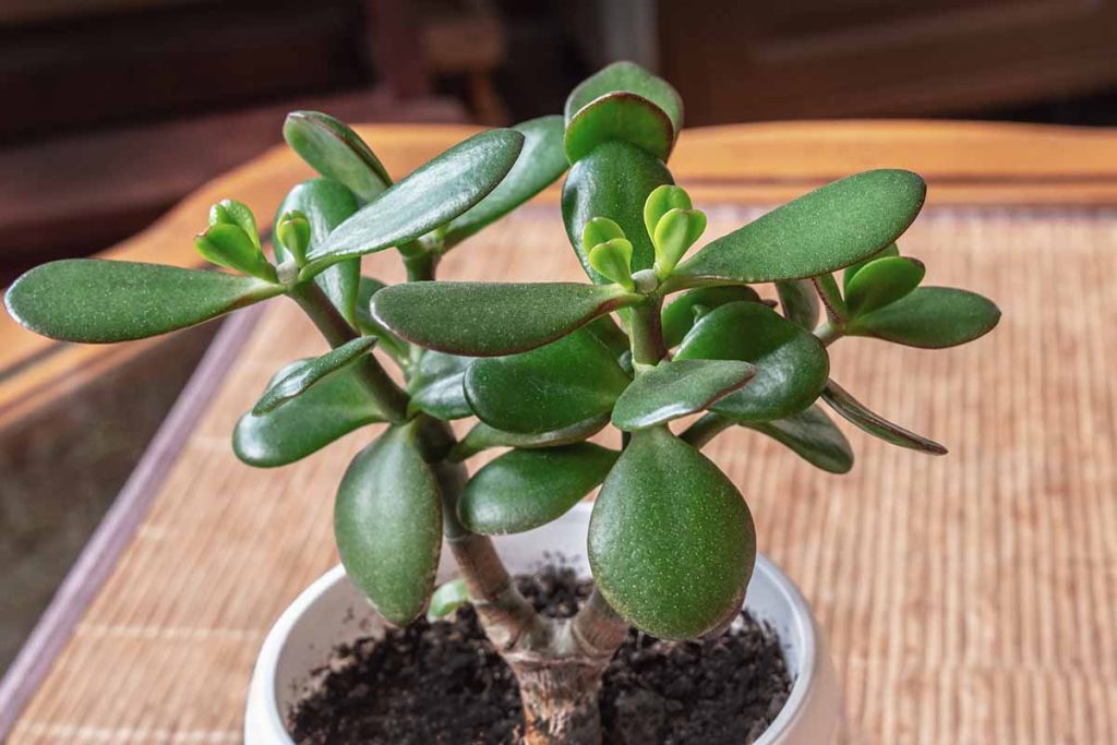 Jadebaum: Ein Element, das der Pflanze hilft, im Sommer nicht zu erkranken