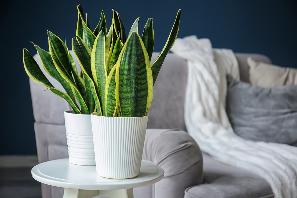 Die Sansevieria hat viele grüne und gesunde Blätter. 5 Tipps zur richtigen Pflege der Sansevieria