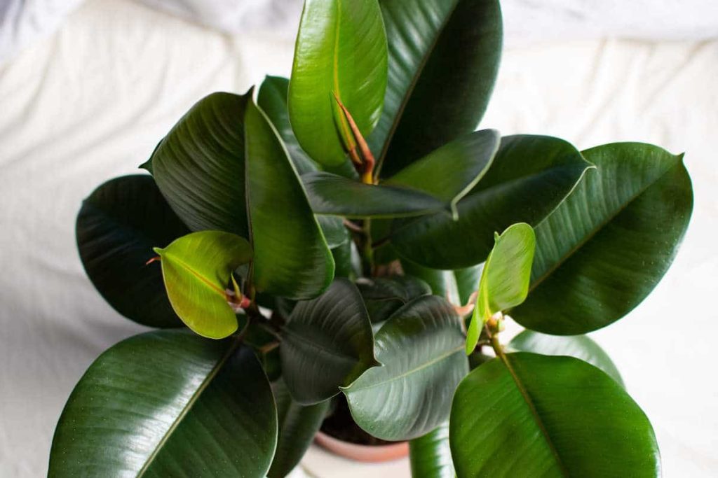 Was kann man tun, damit der Ficus Seitentriebe bildet? Pflege des Ficus im Winter