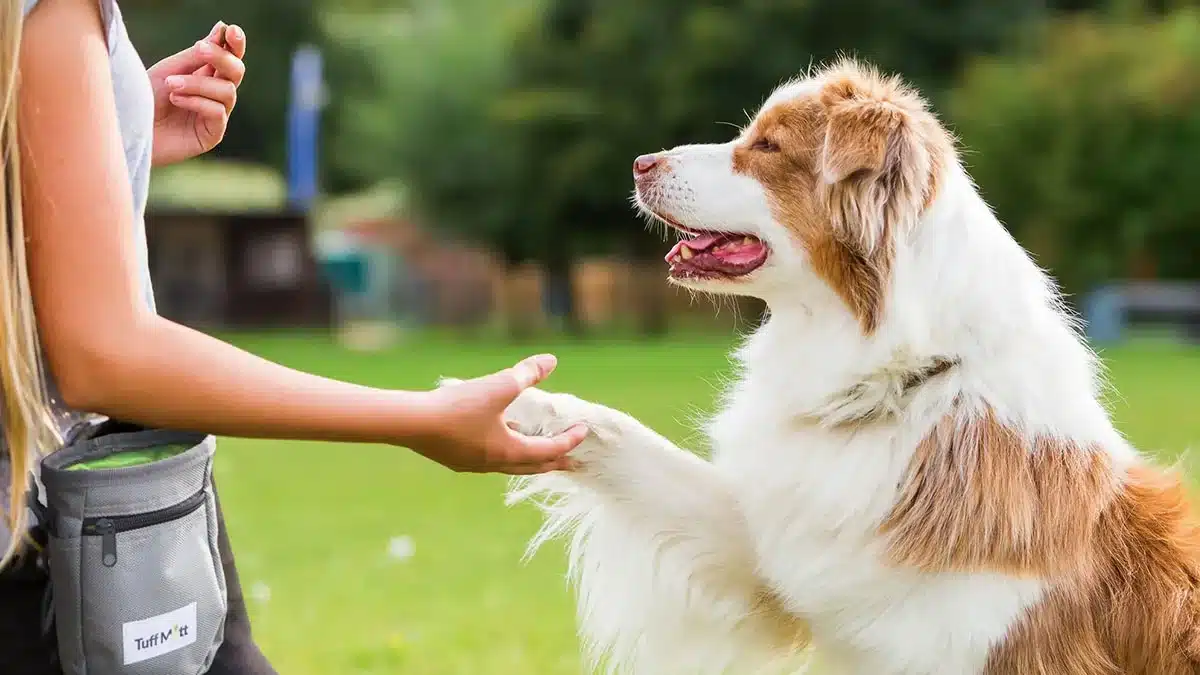 Wenn Ihr Hund Ihnen die Pfote gibt, dann nicht zum Spielen oder zur Begrüßung: Tierexperten erklären die Gründe