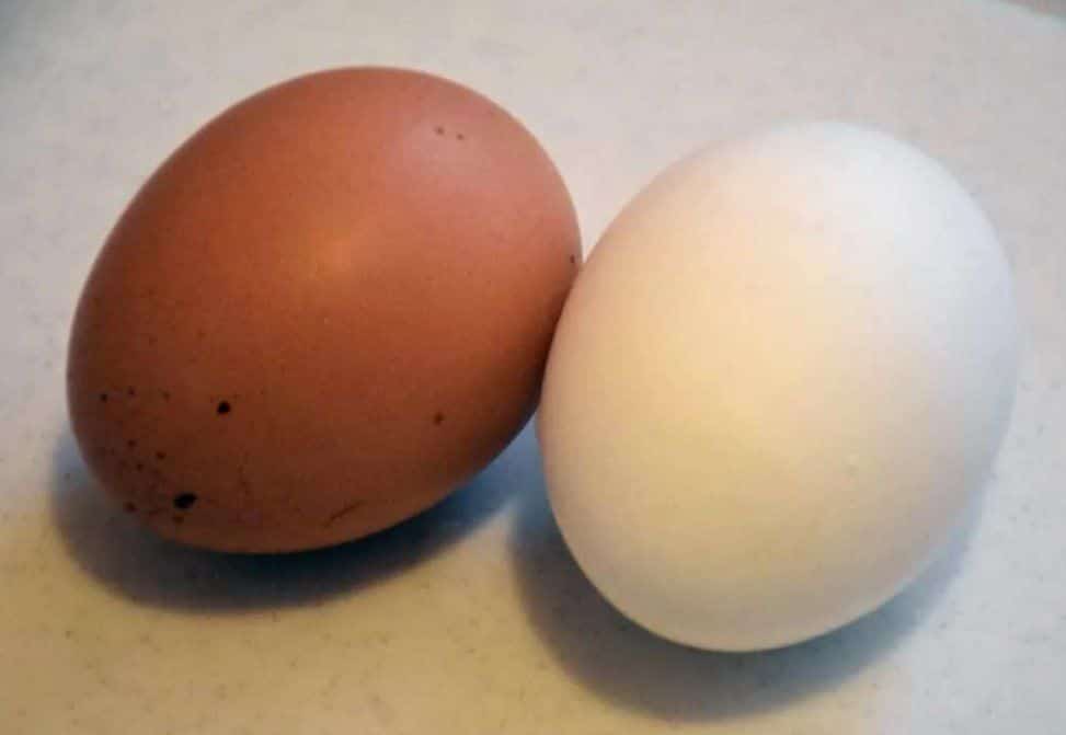Nur wenige wissen: Was ist der Unterschied zwischen weißen und braunen Eiern?