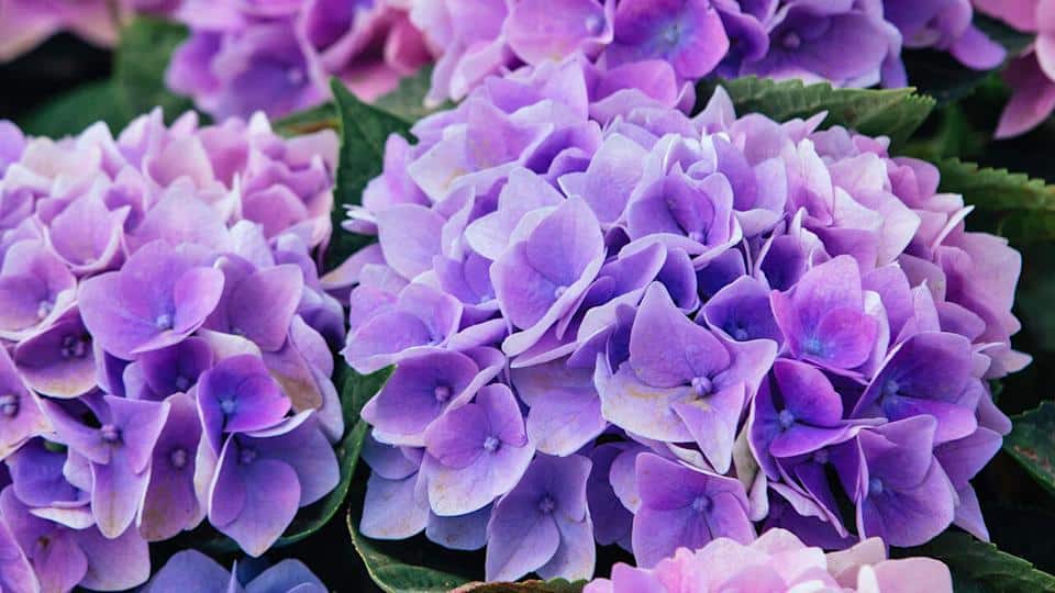 Auf Wiedersehen, Hortensien: Warum Gärtner empfehlen, sie nicht mehr zu pflanzen