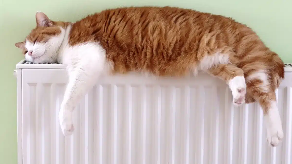 Deshalb kann es in diesem Winter sinnvoll sein, einen Schwamm auf den Heizkörper zu legen