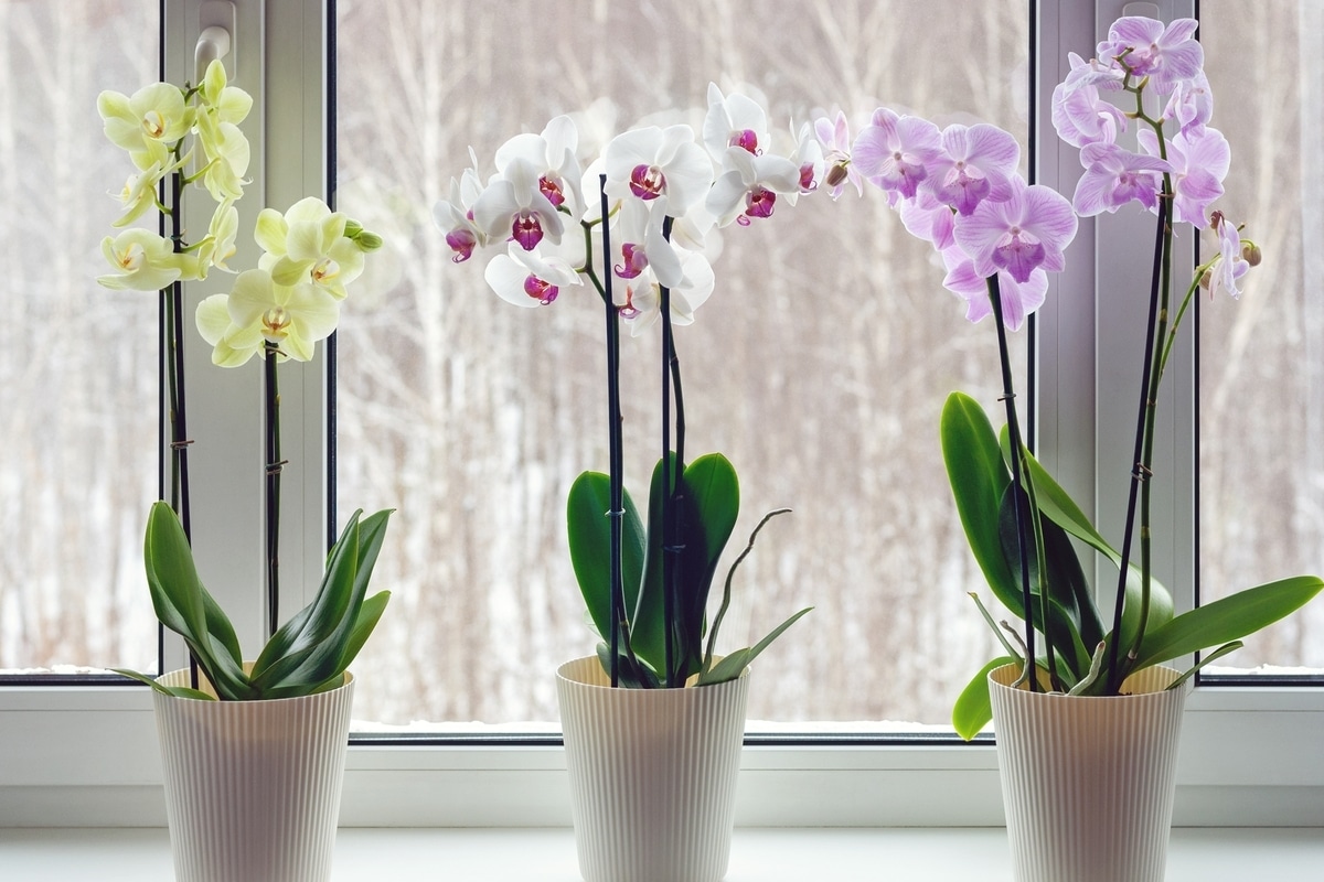 Ich reibe es in die Blätter der Orchidee ein, und sie blüht nach zwei Wochen. Ein stimulierendes Einreibemittel für Blumen, das Farbe und Elastizität wiederherstellt. Pflege von Orchideen