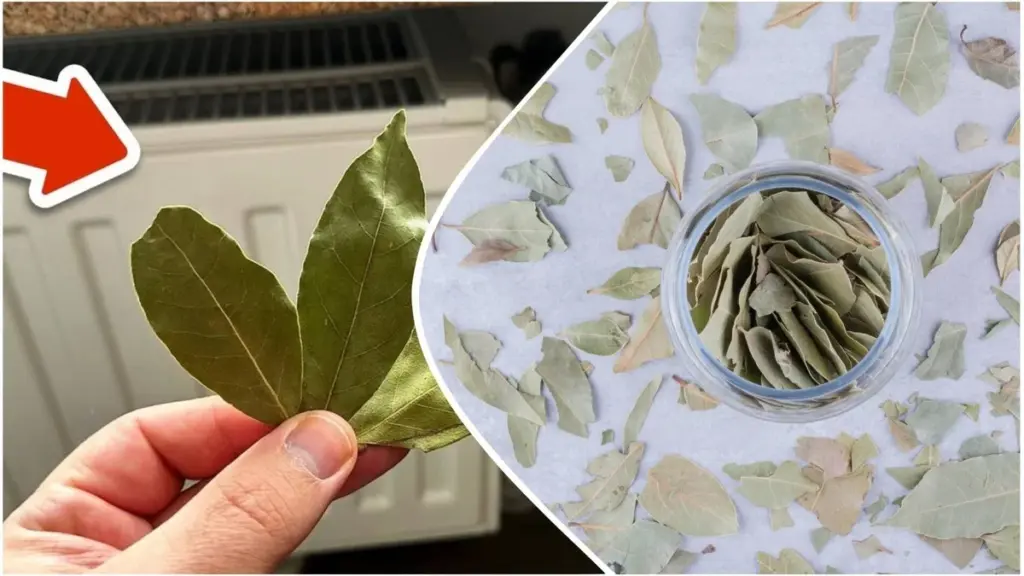 Warum ich Lorbeerblätter auf den warmen Heizkörper und unter mein Kopfkissen lege