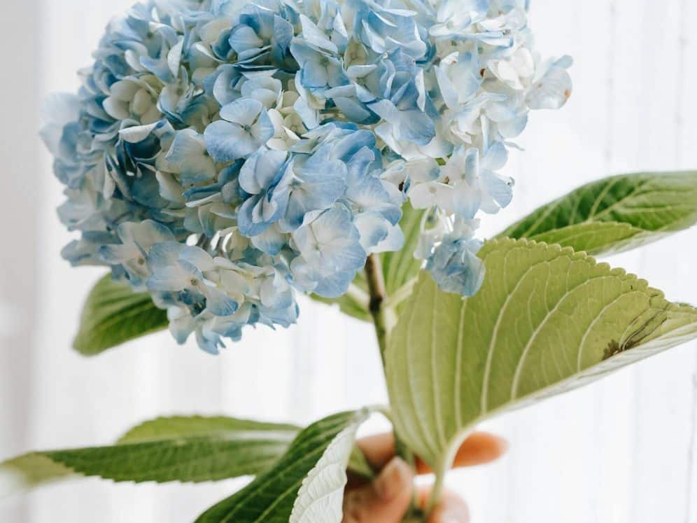 Wo sollte man Hortensien platzieren, um Verständnis und Ruhe zu vermitteln?