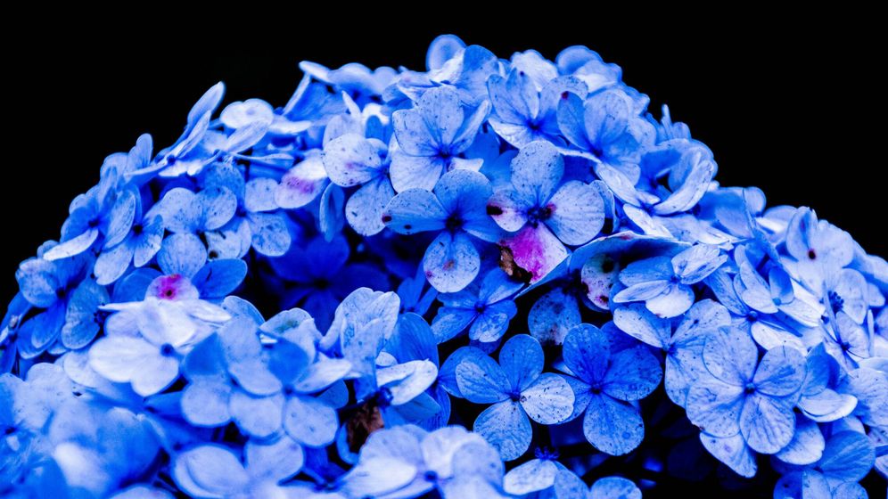 Wo sollte man Hortensien platzieren, um Verständnis und Ruhe zu vermitteln?