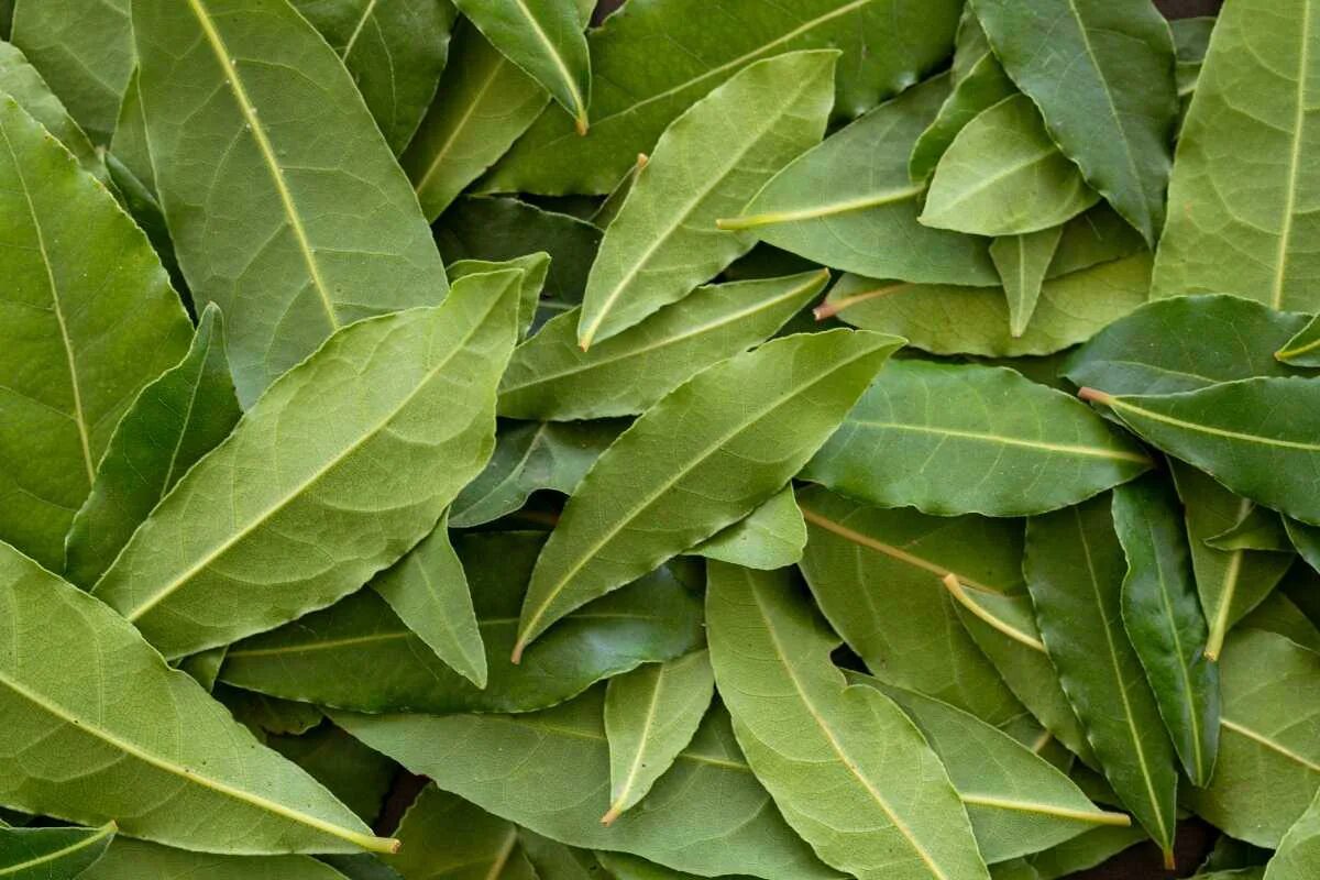 Warum erfahrene Hausfrauen Lorbeerblätter einfrieren: das Geheimnis professioneller Köche