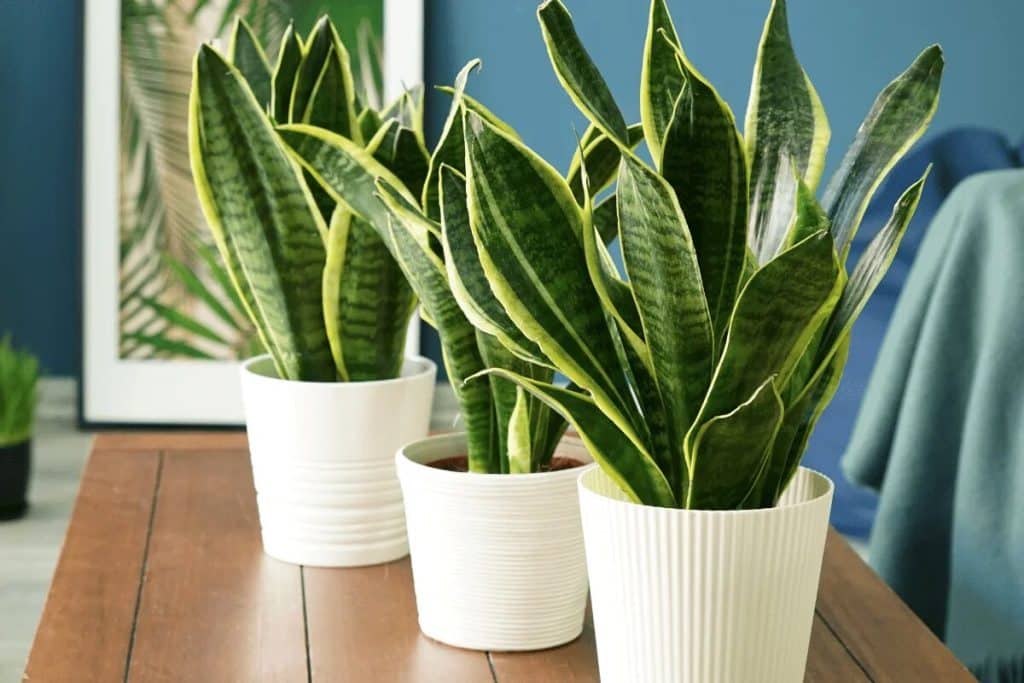 Die Sansevieria hat viele grüne und gesunde Blätter. 5 Tipps zur richtigen Pflege der Sansevieria