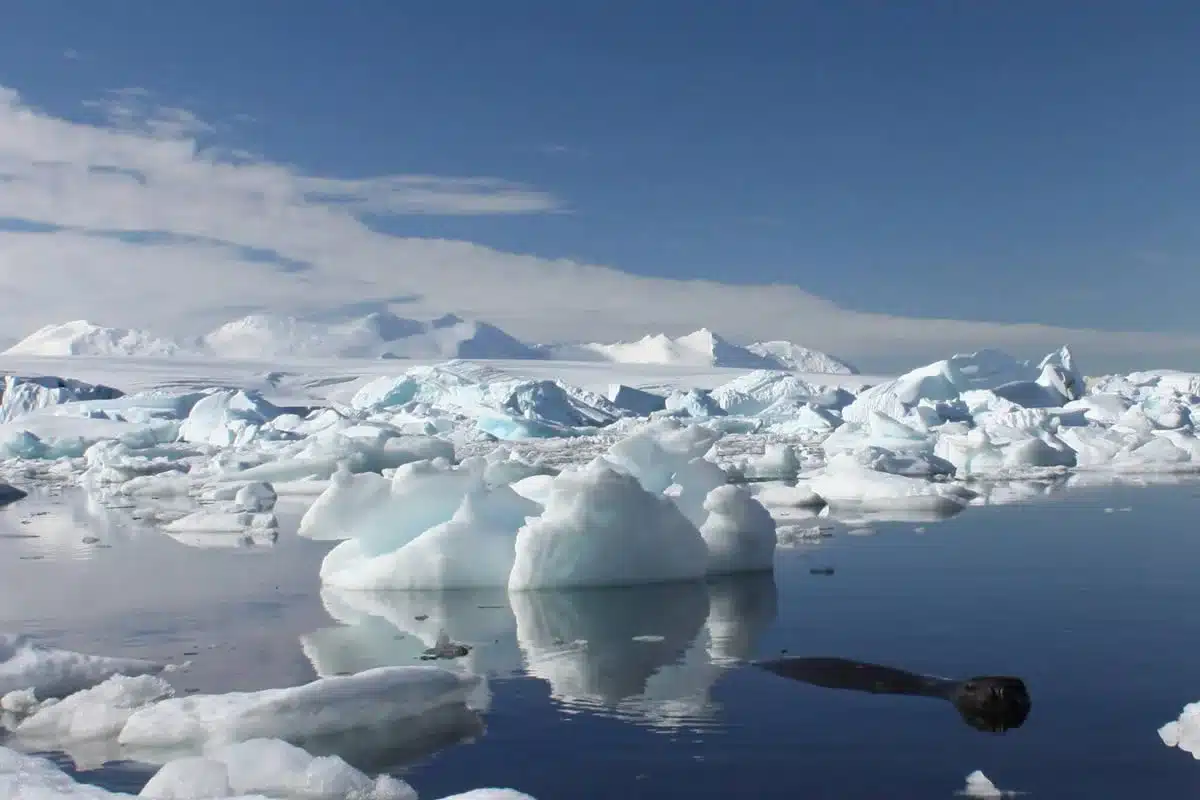 Forscher untersuchen die Antarktis und entdecken 300 Unterwasserstrukturen in einer Tiefe von bis zu 4000 Metern