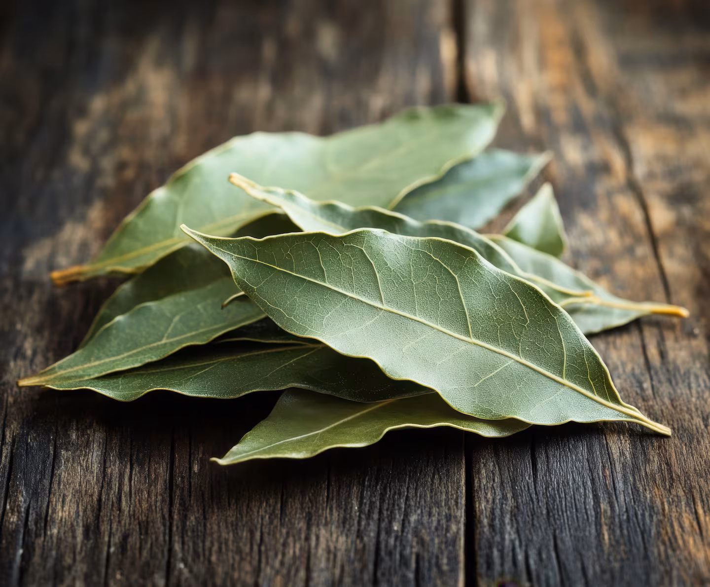Werfen Sie trockene Lorbeerblätter nicht weg, sie sind ein wahrer Schatz: So können Sie sie für Ihre Pflanzen wiederverwenden