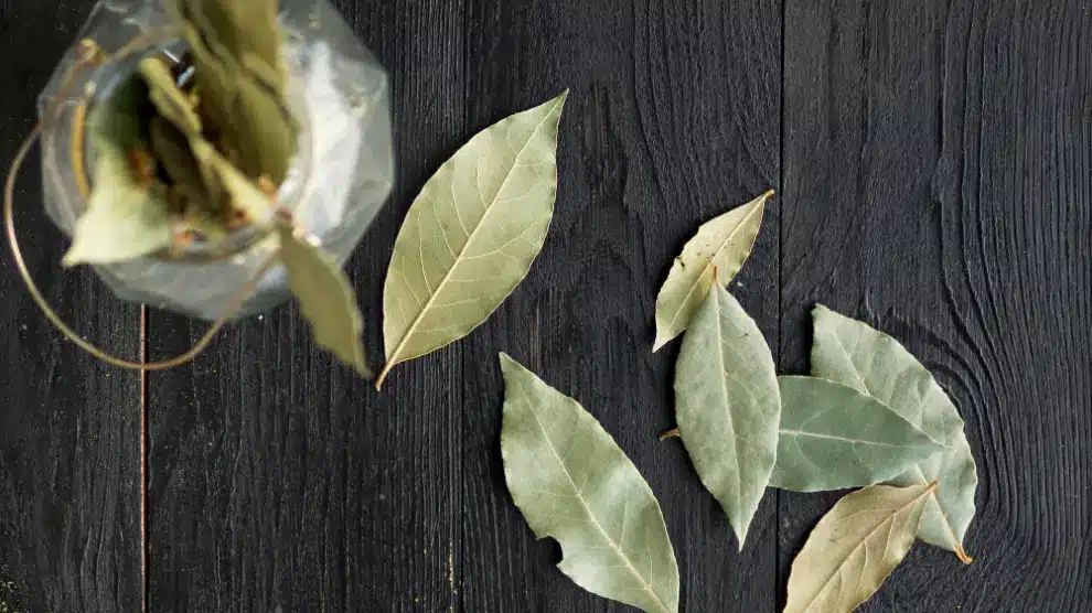 Warum es empfehlenswert ist, gemahlenen Lorbeer in den Abfluss zu streuen, und welche Vorteile dies hat