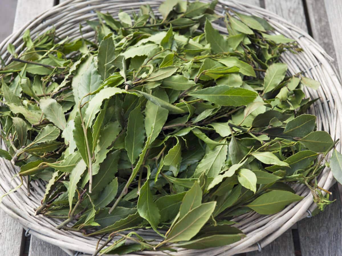 Warum erfahrene Hausfrauen Lorbeerblätter einfrieren: das Geheimnis professioneller Köche