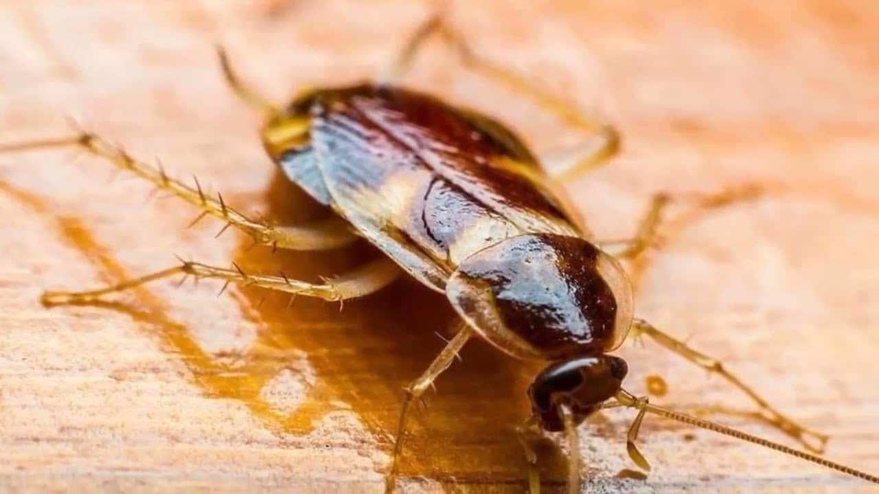 Frühe Anzeichen für Probleme mit Kakerlaken und was zu tun ist