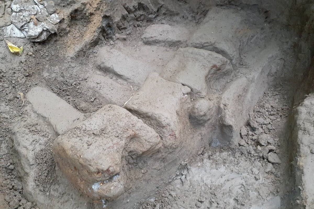 Schock in der Wissenschaftsgemeinde nach der Entdeckung, dass die weltweit ältesten Mammutfossilien tatsächlich von Walen stammten