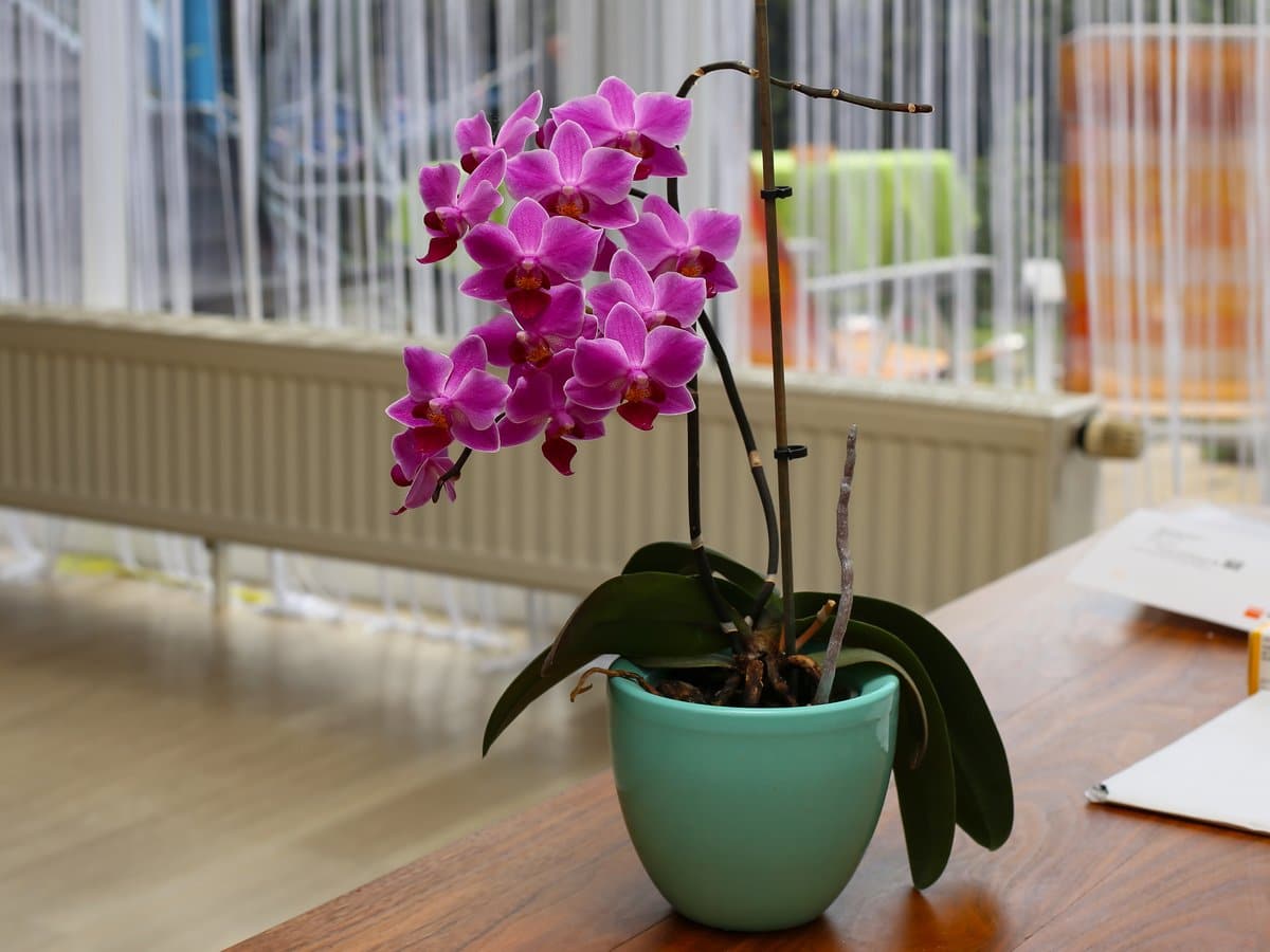 Ich reibe es in die Blätter der Orchidee ein, und sie blüht nach zwei Wochen. Ein stimulierendes Einreibemittel für Blumen, das Farbe und Elastizität wiederherstellt. Pflege von Orchideen