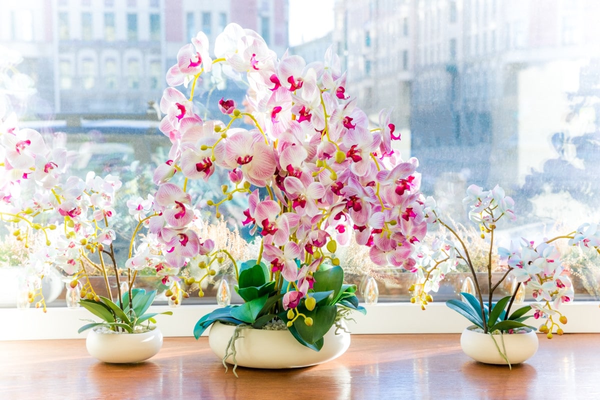 Wenn Sie dies tun, wird die Orchidee nicht mehr vergilben. An den Trieben werden Blüten erscheinen und die Blätter werden grün. Pflege von Orchideen, die die Blüte anregt