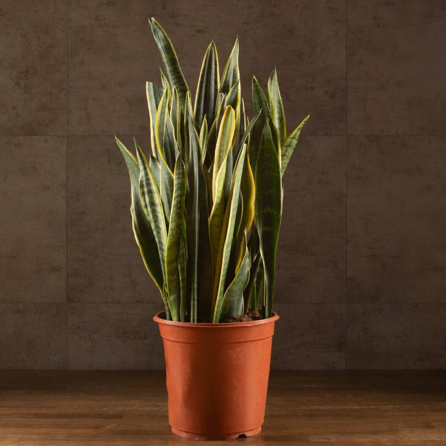 Die zylindrische Sansevieria gedeiht bei schwachem Licht und muss nur ein- bis zweimal im Monat gegossen werden.