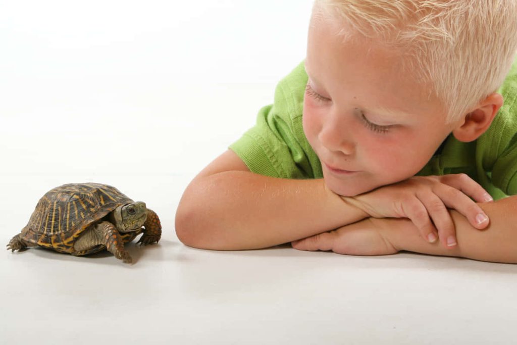 Tierexperten erklären, ob es sinnvoll ist, eine Schildkröte in einem Haushalt mit kleinen Kindern zu halten