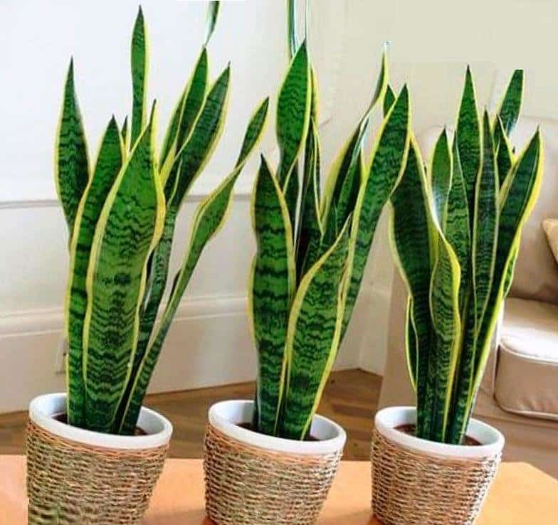 Weder im Wohnzimmer noch in der Küche: Der nach chinesischer Tradition empfohlene Aufbewahrungsort für die Schwiegermutterzunge im Haus