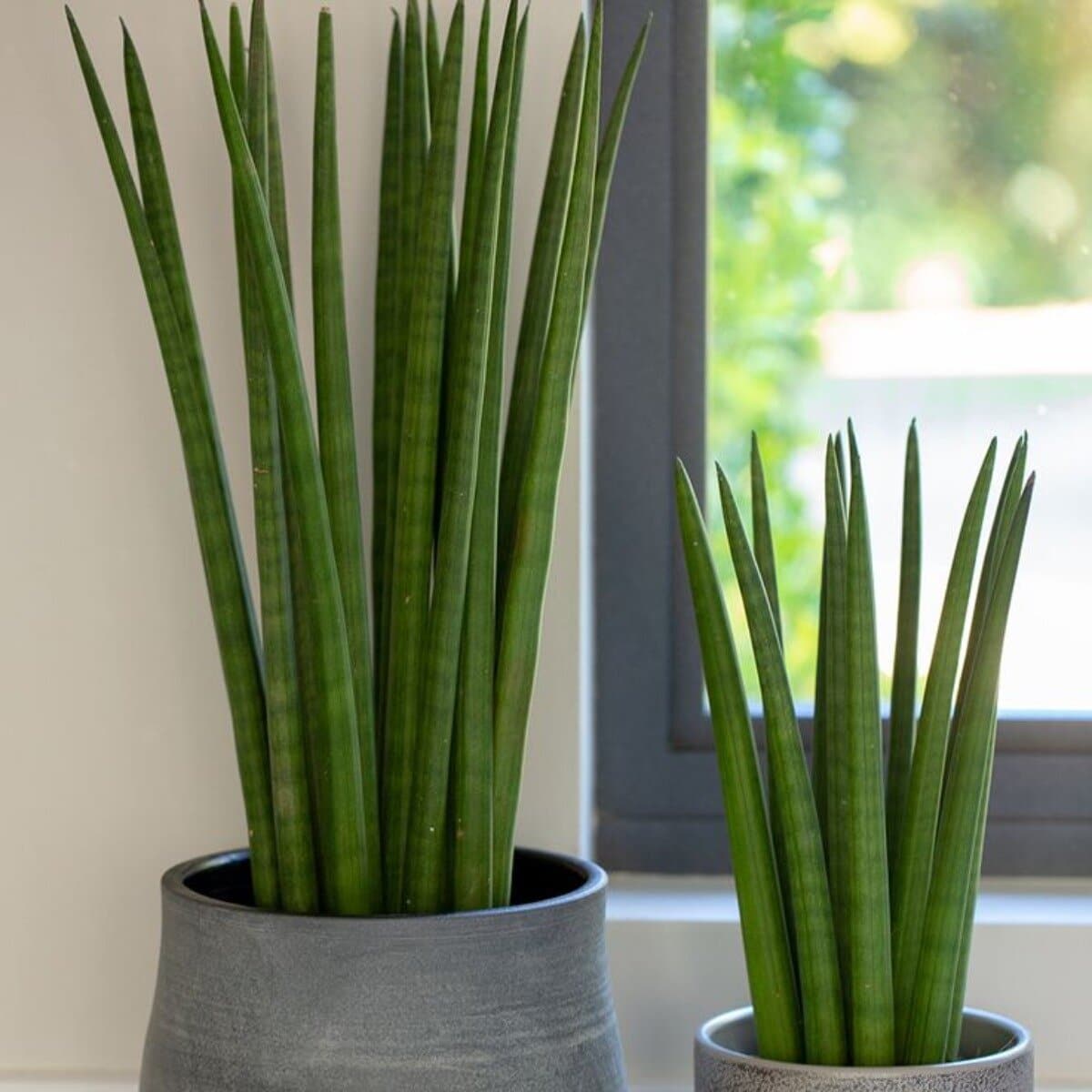 Die zylindrische Sansevieria gedeiht bei schwachem Licht und muss nur ein- bis zweimal im Monat gegossen werden.