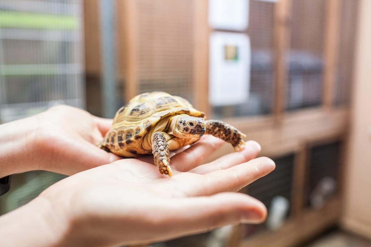 Tierexperten erklären, ob es sinnvoll ist, eine Schildkröte in einem Haushalt mit kleinen Kindern zu halten
