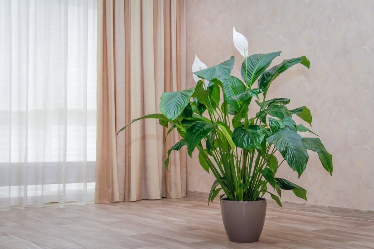 Ein zweikomponentiger, einfach herzustellender Dünger. Dank ihm blüht Spathiphyllum das ganze Jahr über.