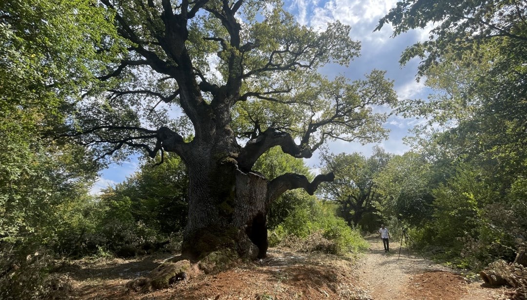 Nur wenige Menschen wissen, dass einer der beeindruckendsten Bäume Europas in den Bergen von Jaén wächst