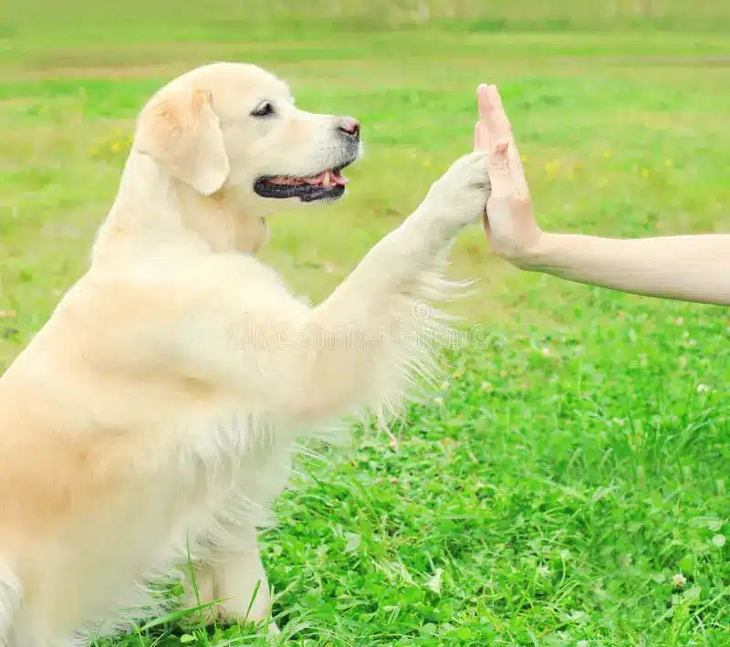 Wenn Ihr Hund Ihnen die Pfote gibt, dann nicht zum Spielen oder zur Begrüßung: Tierexperten erklären die Gründe