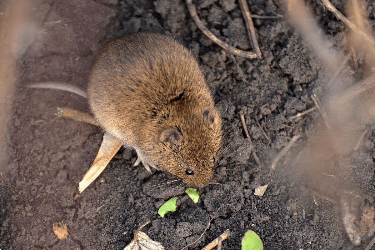Sie lieben diese Pflanzen... Ratten auch: Sie überschwemmen Ihren Garten
