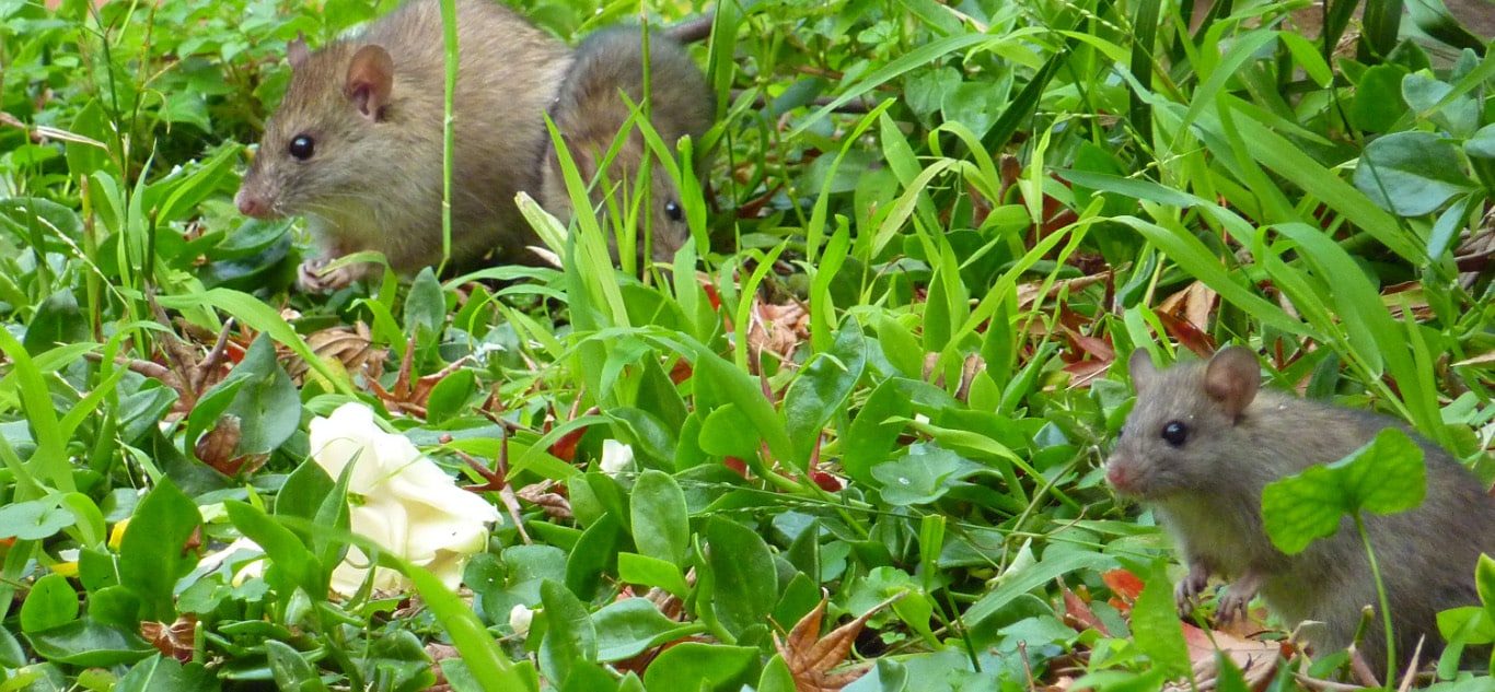 Sie lieben diese Pflanzen... Ratten auch: Sie überschwemmen Ihren Garten