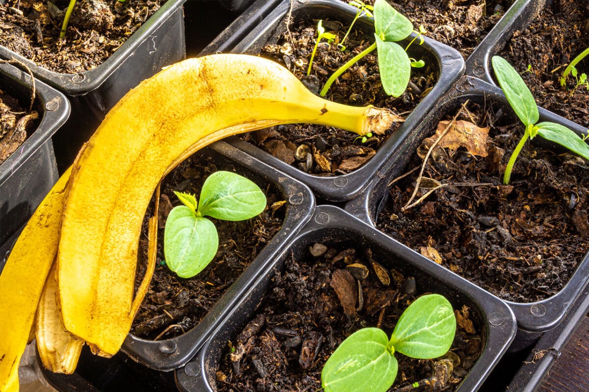 Werfen Sie Bananenschalen nicht weg, sie sind ein wahrer Schatz: So können Sie sie für Ihre Pflanzen nutzen