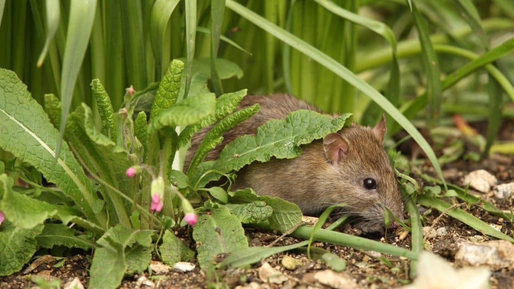 Sie lieben diese Pflanzen… Ratten auch: Sie überschwemmen Ihren Garten