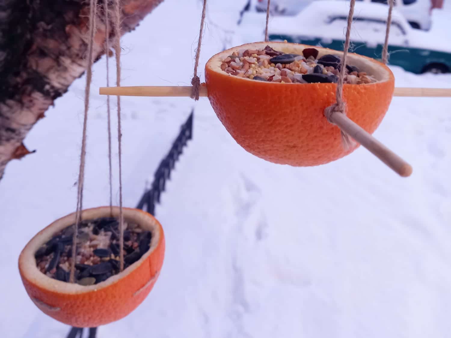 Werfen Sie diese Zitrusfrucht nicht weg: Vögel lieben sie im Winter (und Sie werden verstehen, warum)
