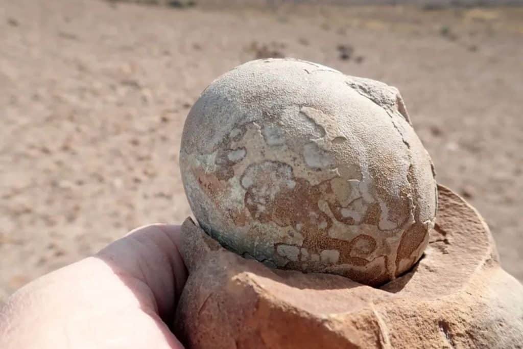 Chinesische Wissenschaftler öffneten ein Dinosaurierei auf der Suche nach einem Embryo, fanden jedoch einen glänzenden Schatz, der 70 Millionen Jahre alt war.