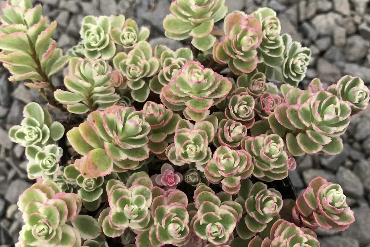 Sukkulenten für den Winter: die besten Sorten dieser Pflanze, die kälteresistent und sehr pflegeleicht sind