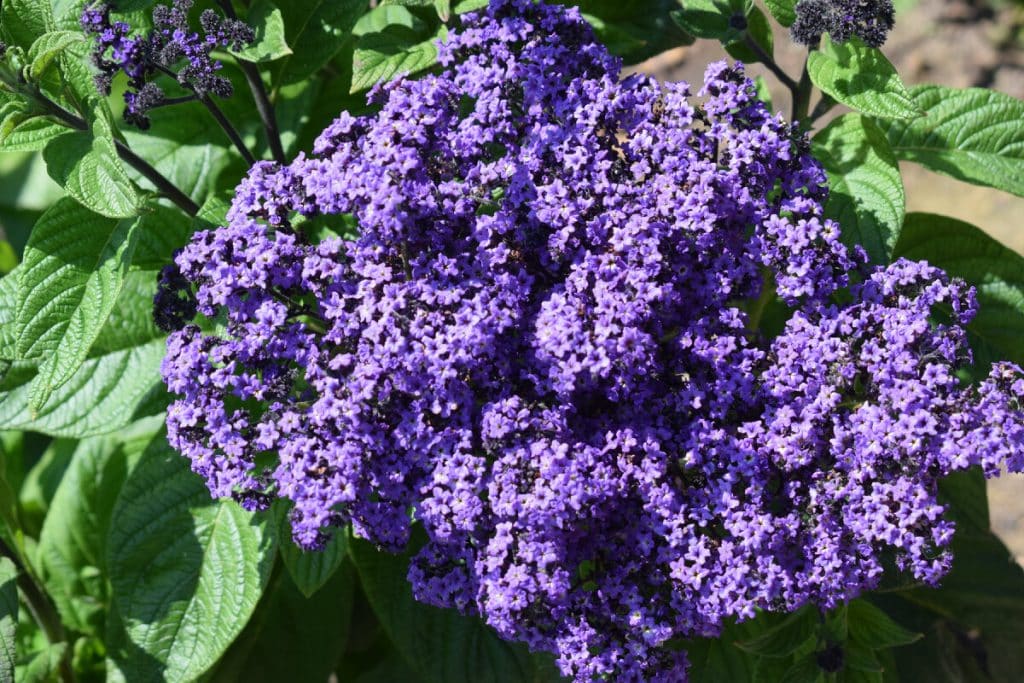 Was soll man im Januar säen? Die sogenannte „Gewächshaus-Fünf“ – die Grundlage jedes Gartens