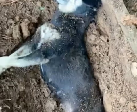 Cadela prenha foi vítima de um grave caso de maus-tratos investigado pela Polícia Civil em Joinville; o estado de saúde do animal ainda não foi divulgado oficialmente.