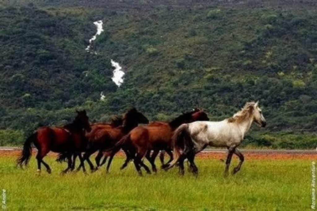 Na Região Norte, cavalos lavradeiros vivem soltos em campos naturais e enfrentam riscos com avanço da agropecuária e perda de habitat.