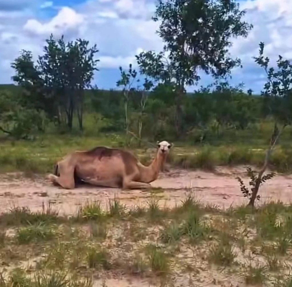 Vídeo mostra quatro camelos em fazenda próxima a Lizarda e cena inusitada viraliza nas redes sociais da região.
